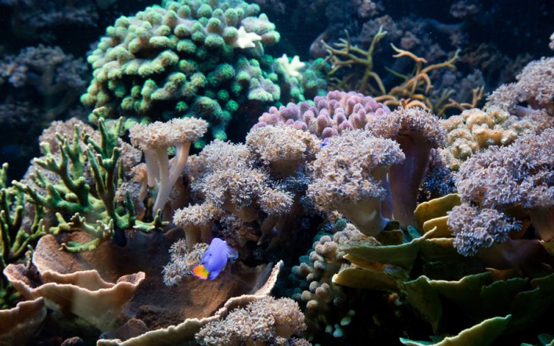 Terumbu karang