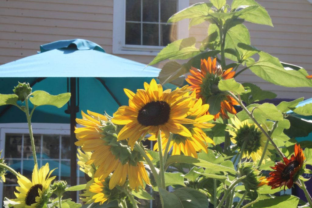 bunga matahari di taman