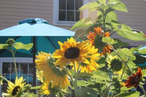 bunga matahari di taman