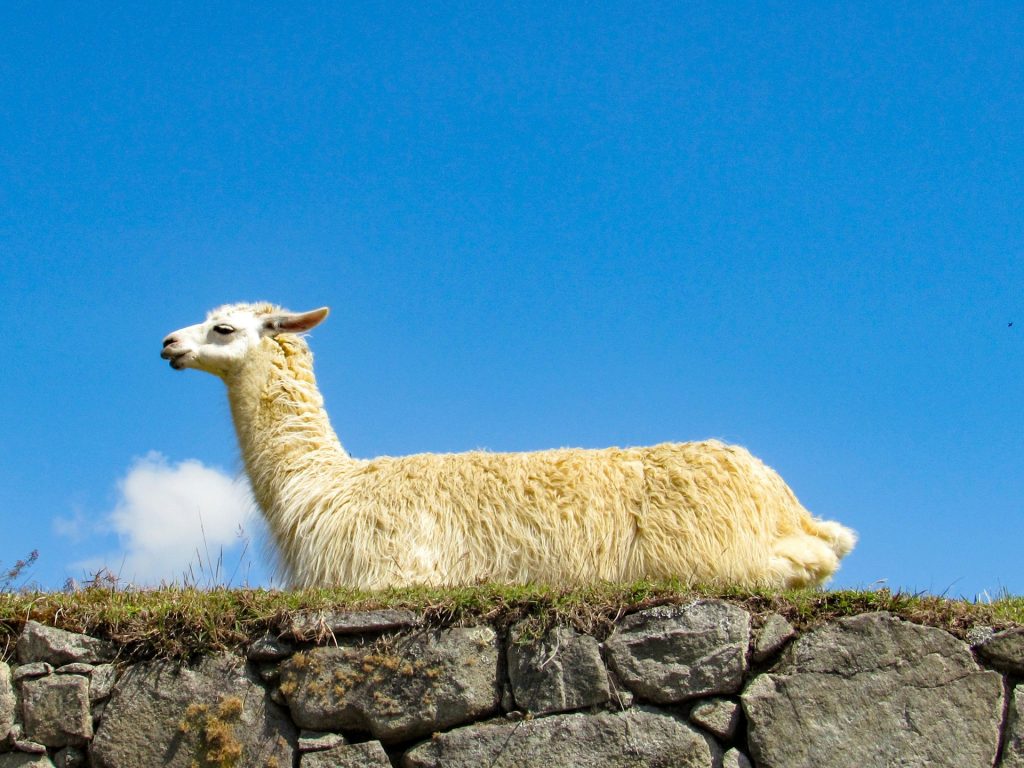 Llama