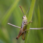 Belalang Serangga Unik yang Memiliki Kedudukan Berarti di Alam